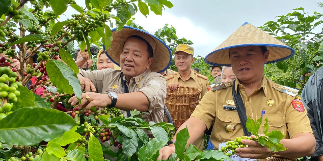 Pj. Bupati Nukman Dampingi Gubernur Lampung Kenali Kopi Arabika Sambangi Petani Kopi Lambar.