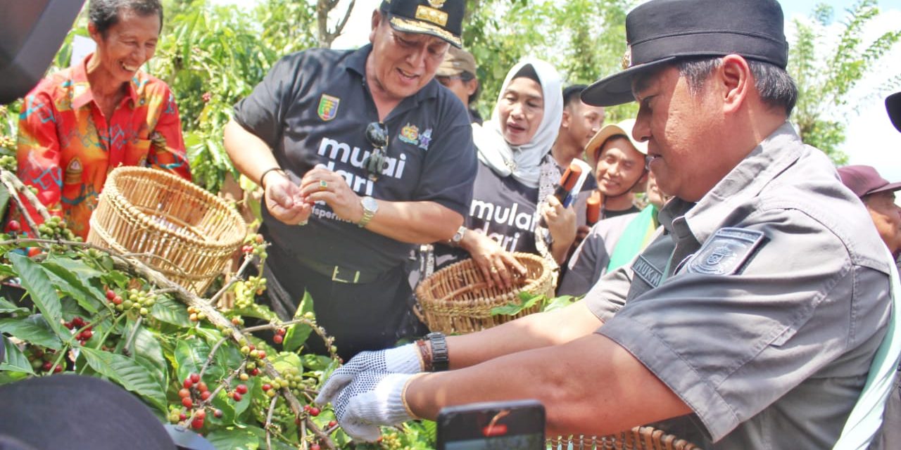 Dampingi Arinal Panen Kopi, Nukman Minta Petani Tetap Jaga Kualitas Kopi Lampung Barat