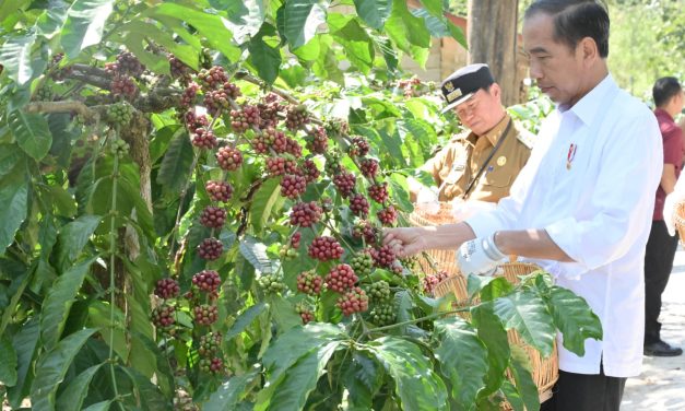 Keren, Pj Bupati Nukman Panen Raya Kopi Robusta Bersama Presiden Joko Widodo