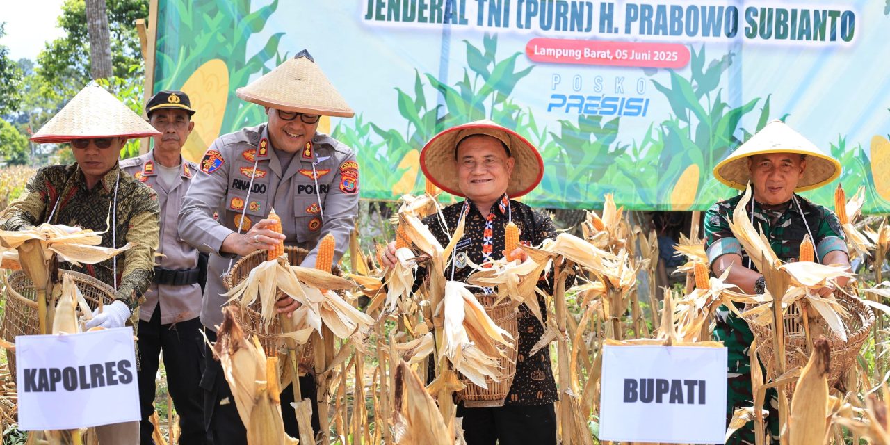 Perkuat Ketahanan Pangan, Mad Hasnurin Panen Raya Jagung Serentak Kuartal II di Pekon Sebaru