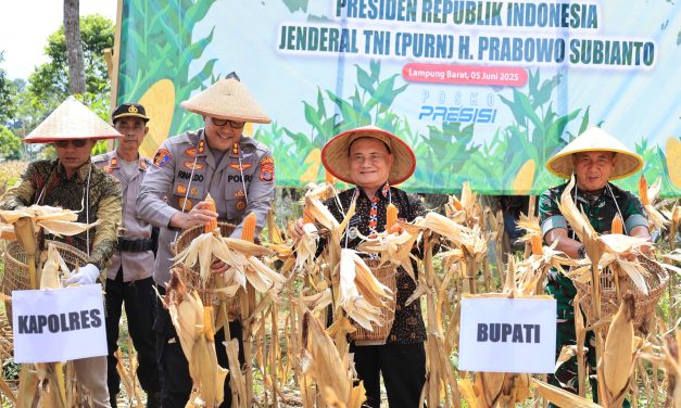 Perkuat Ketahanan Pangan, Mad Hasnurin Panen Raya Jagung Serentak Kuartal II di Pekon Sebaru