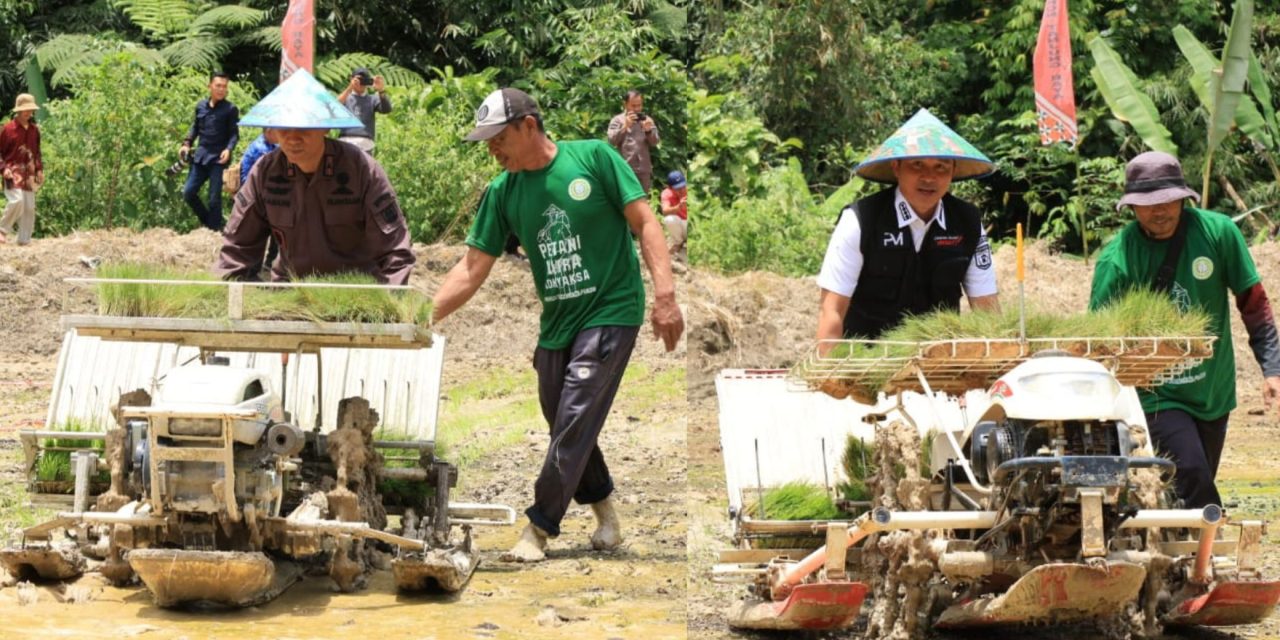 Wujudkan Astacita Presiden Kajati Lampung Bersama Bupati Lambar Tanam Padi Bersama Warga