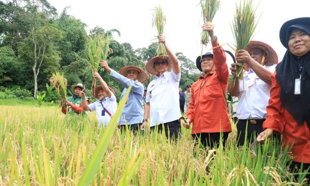 Panen Raya MT Perdana, Sekda Nukman Apresiasi Program Petani Mitra Adhyaksa
