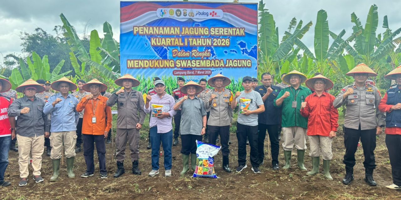 Penanaman Jagung Serentak Kuartal I 2026, Pemkab Lampung Barat Perkuat Ketahanan Pangan