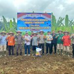 Penanaman Jagung Serentak Kuartal I 2026, Pemkab Lampung Barat Perkuat Ketahanan Pangan