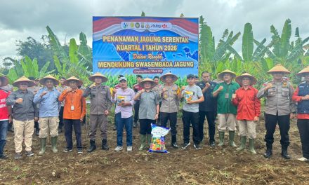 Penanaman Jagung Serentak Kuartal I 2026, Pemkab Lampung Barat Perkuat Ketahanan Pangan