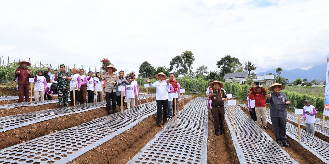 Lampung Barat Disiapkan Jadi Sentra Bawang Putih, Bupati : Butuh Upaya Serius