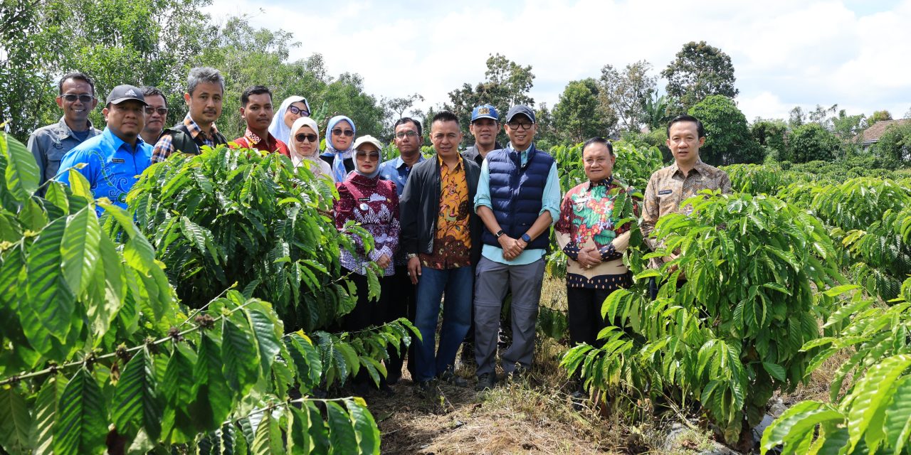 Dampingi Gubernur Lampung, Wabup Mad Hasnurin Dukung Peningkatan Produktivitas Kopi Lewat PHC di Kebun Induk Hanakau