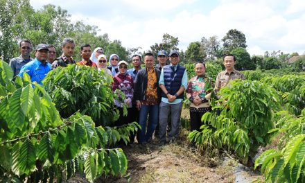 Dampingi Gubernur Lampung, Wabup Mad Hasnurin Dukung Peningkatan Produktivitas Kopi Lewat PHC di Kebun Induk Hanakau