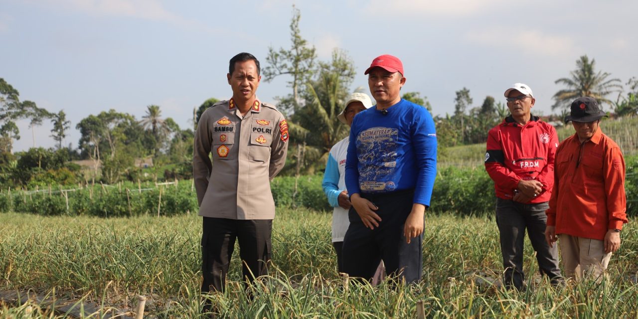 Bupati dan Kapolres Lampung Barat, tinjau pengembangan bawang putih di Sukau