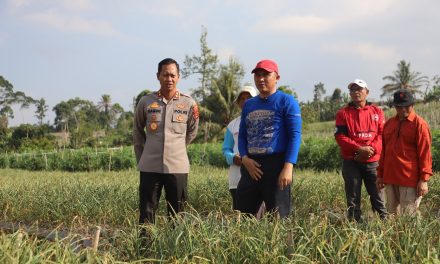 Bupati dan Kapolres Lampung Barat, tinjau pengembangan bawang putih di Sukau