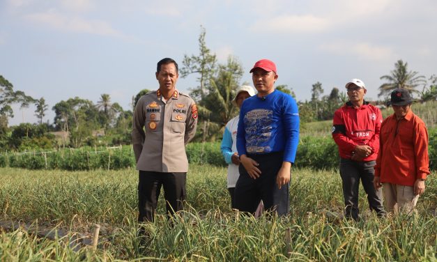 Bupati dan Kapolres Lampung Barat, tinjau pengembangan bawang putih di Sukau