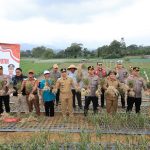 Panen Perdana Bawang Putih, Pemkab Lampung Barat Perkuat Dukungan terhadap Program Polri